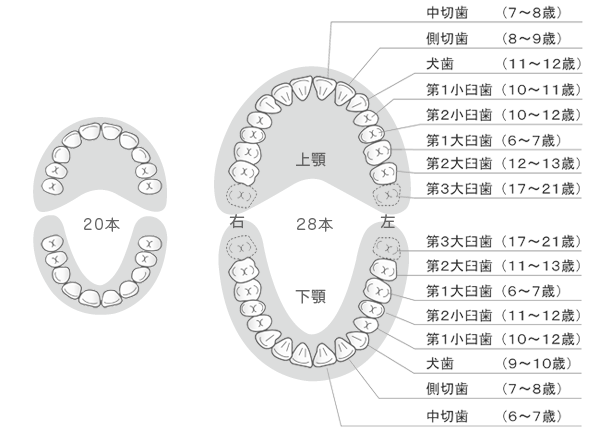 永久歯の生え変わりの時期